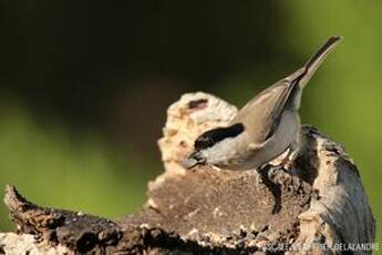 Mésange nonnette