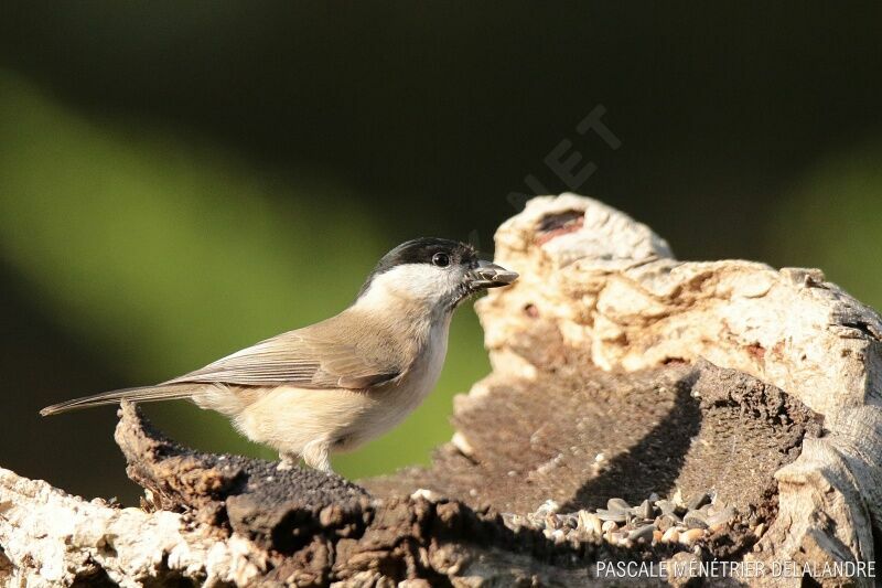 Marsh Titadult