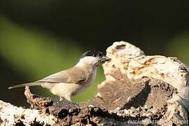 Marsh Tit