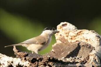 Mésange nonnette