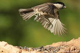 Marsh Tit