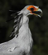 Secretarybird