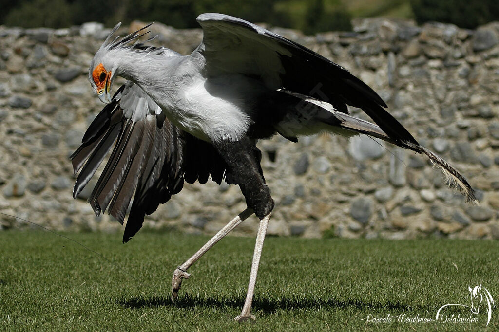 Secretarybird