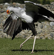 Secretarybird