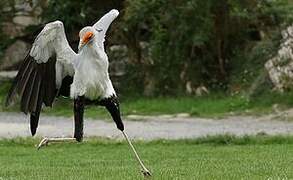 Secretarybird