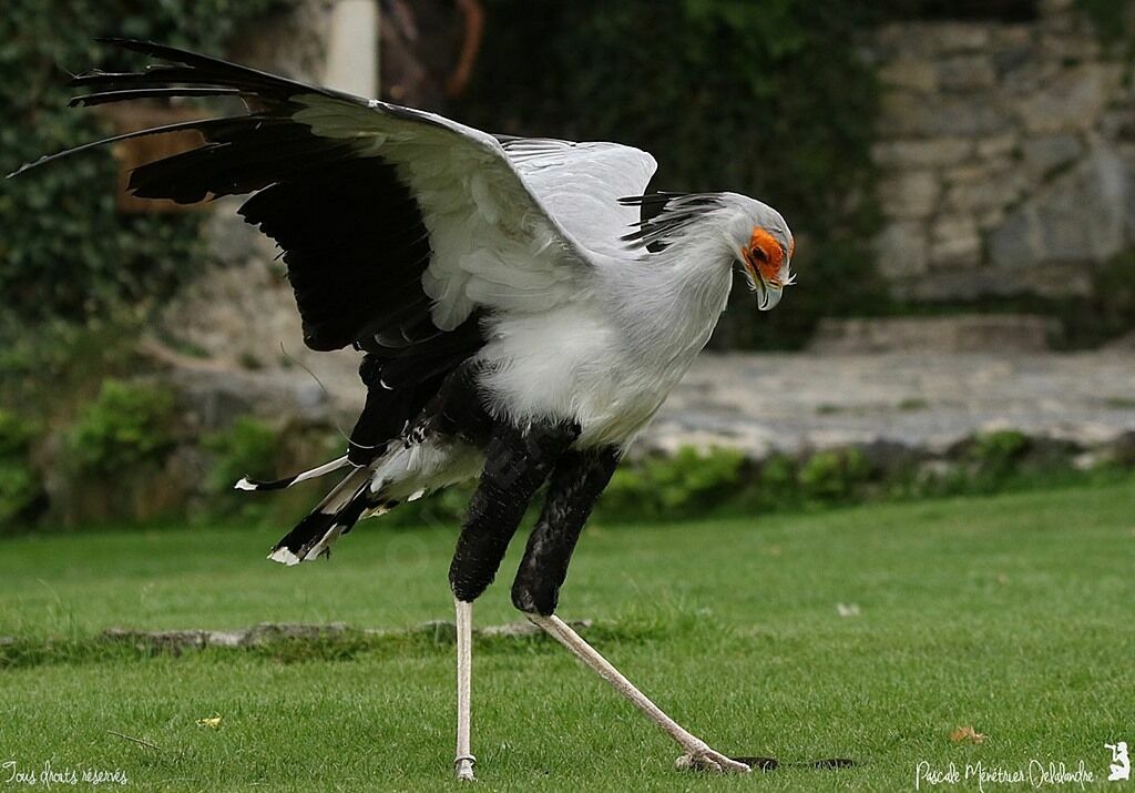 Secretarybird