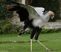 Secretarybird