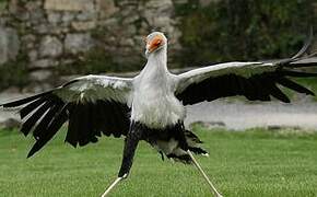 Secretarybird