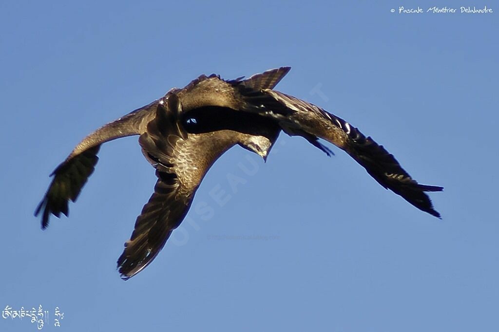 Black Kite