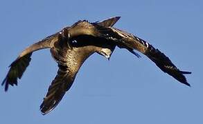 Black Kite