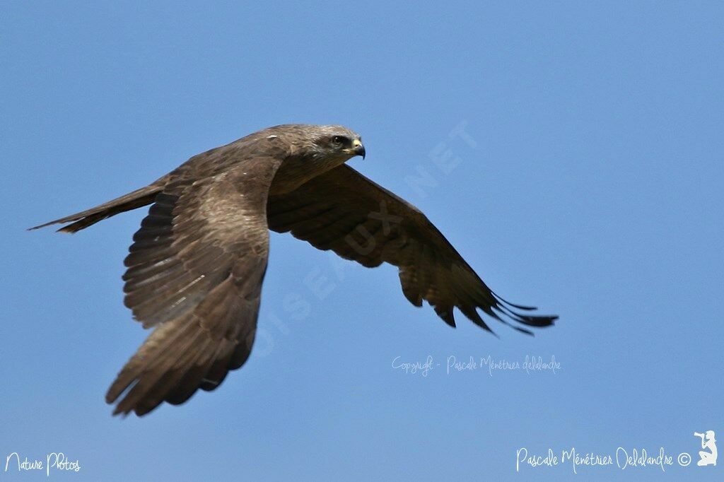 Black Kite