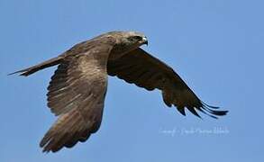 Black Kite