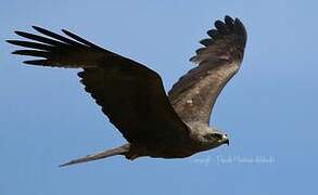 Black Kite