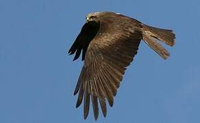 Black Kite