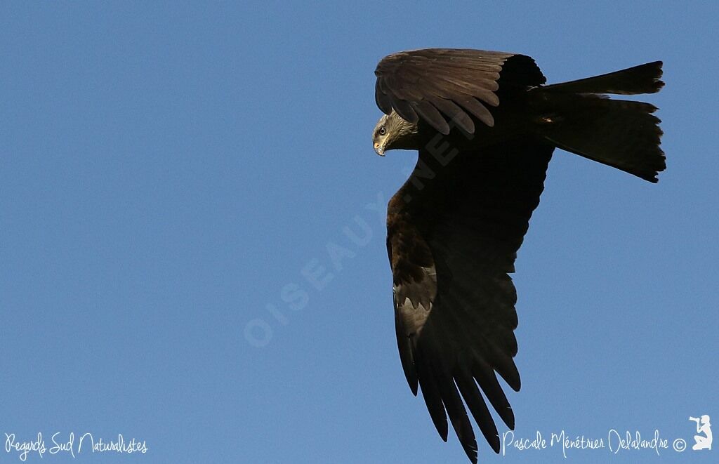 Black Kite