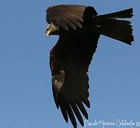 Black Kite