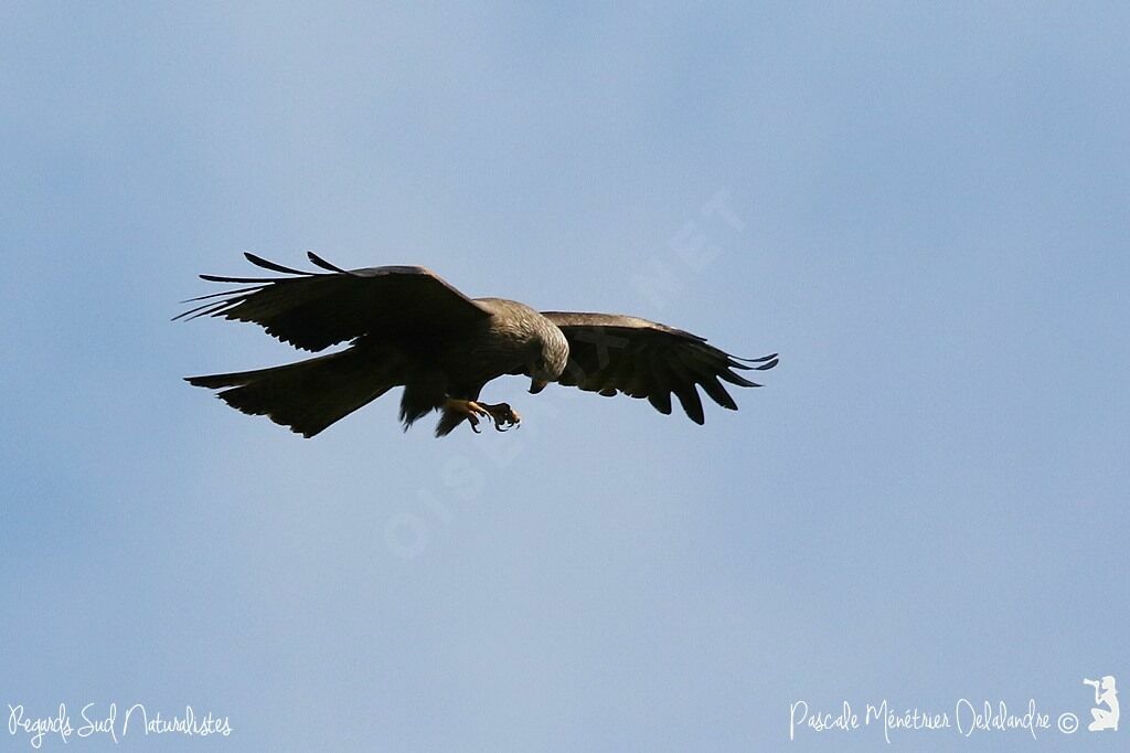 Black Kite