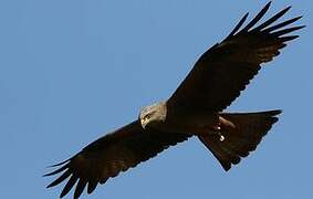 Black Kite