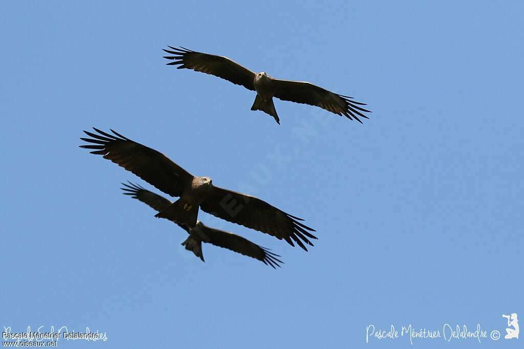 Black Kite, Flight, Behaviour