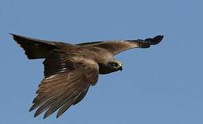 Black Kite