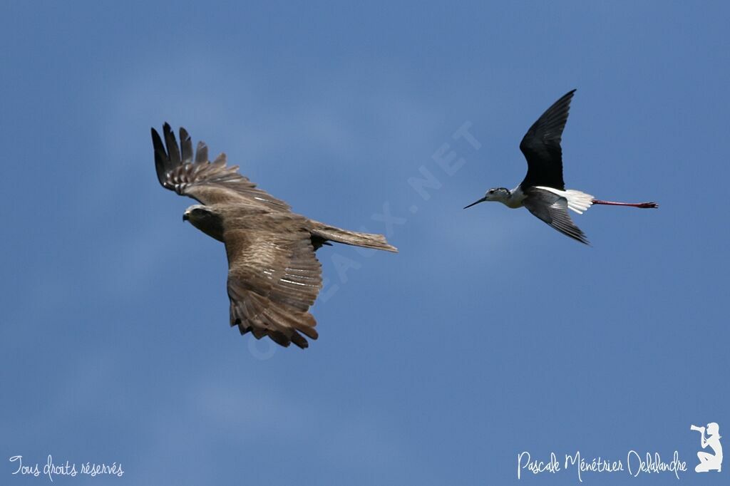 Black Kite