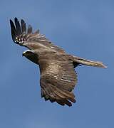 Black Kite