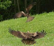 Black Kite