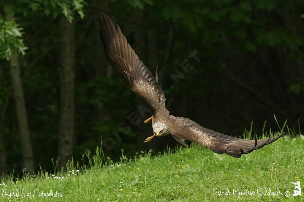 Black Kite