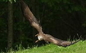 Black Kite