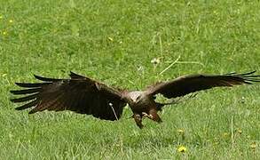 Black Kite