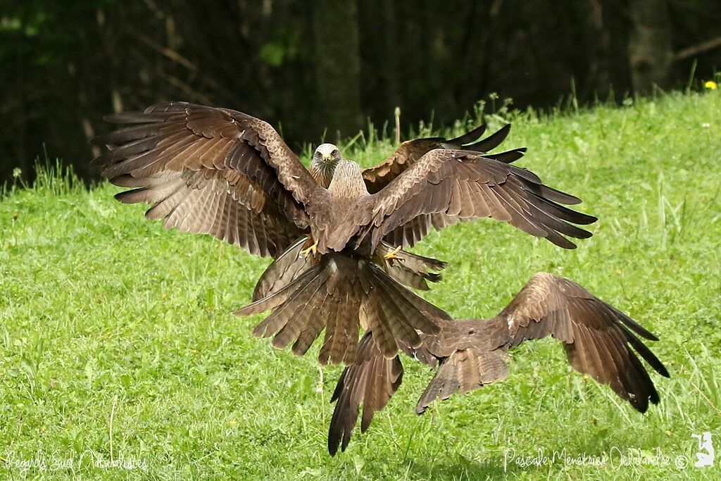 Black Kite