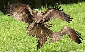 Black Kite