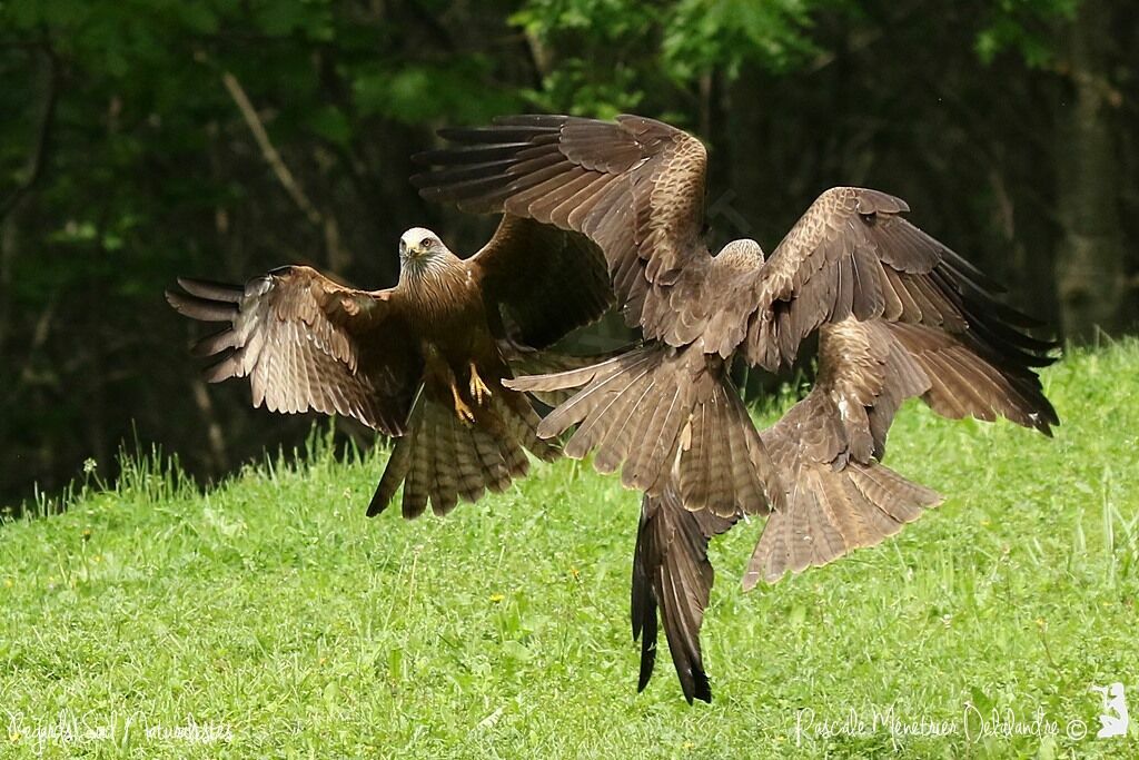 Black Kite