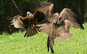 Black Kite