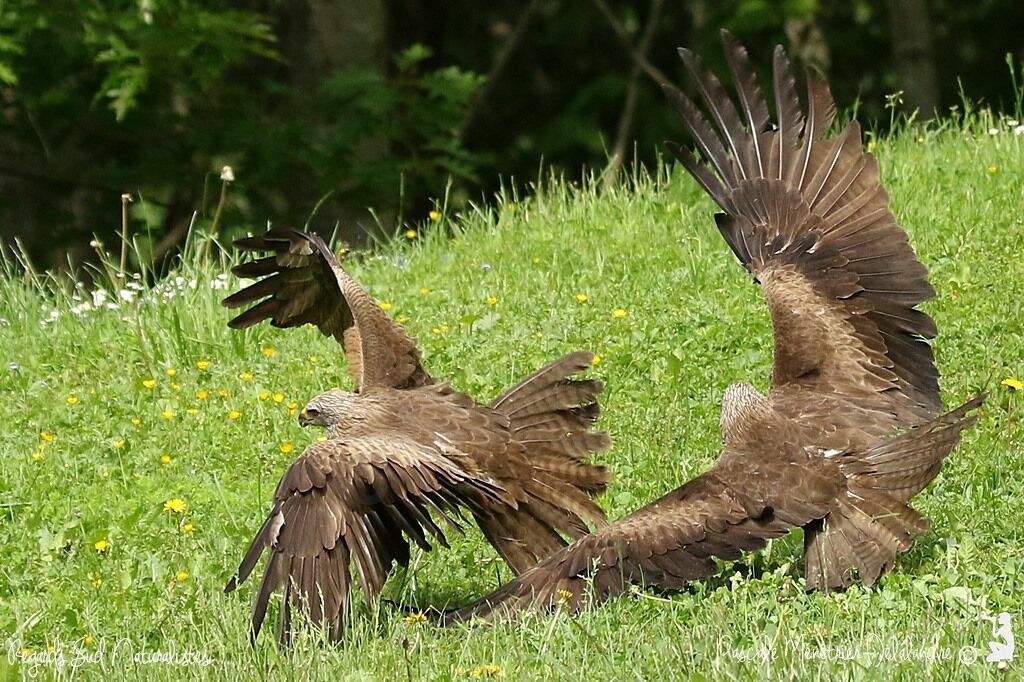 Black Kite