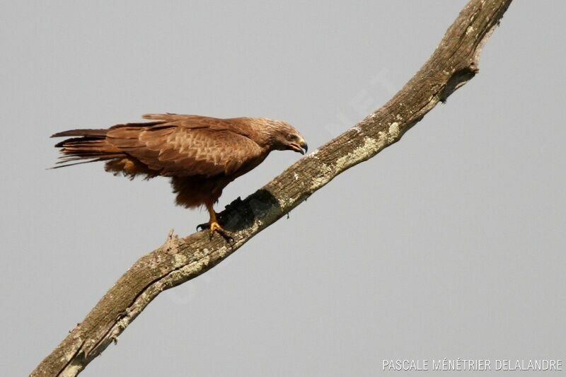 Black Kite