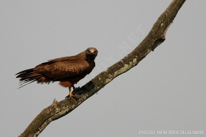 Black Kite