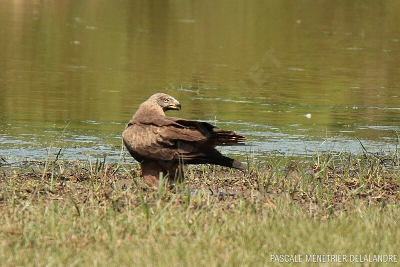 Black Kite