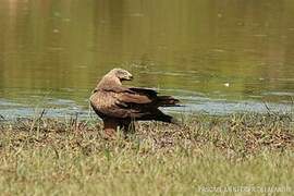 Black Kite