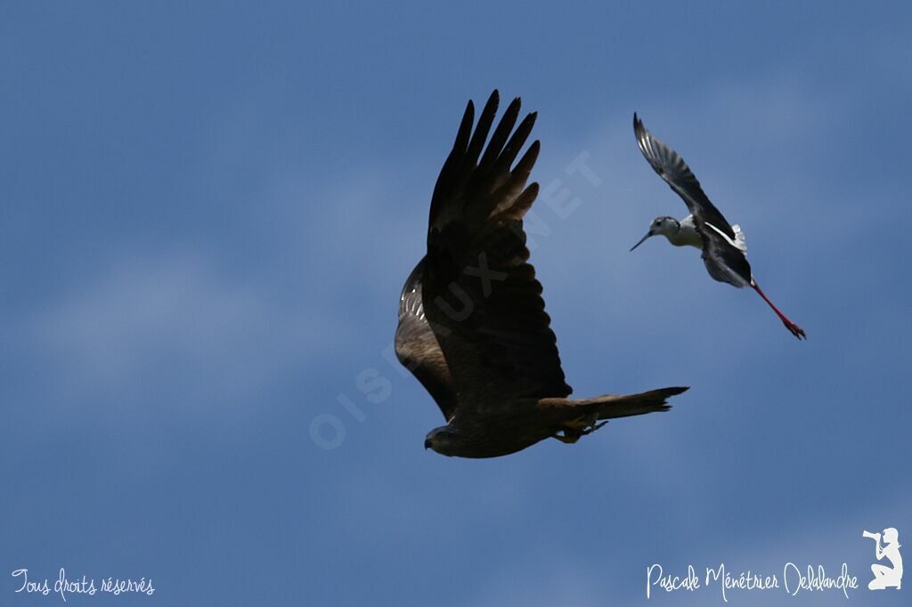 Black Kite