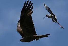 Black Kite