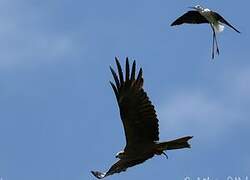 Black Kite