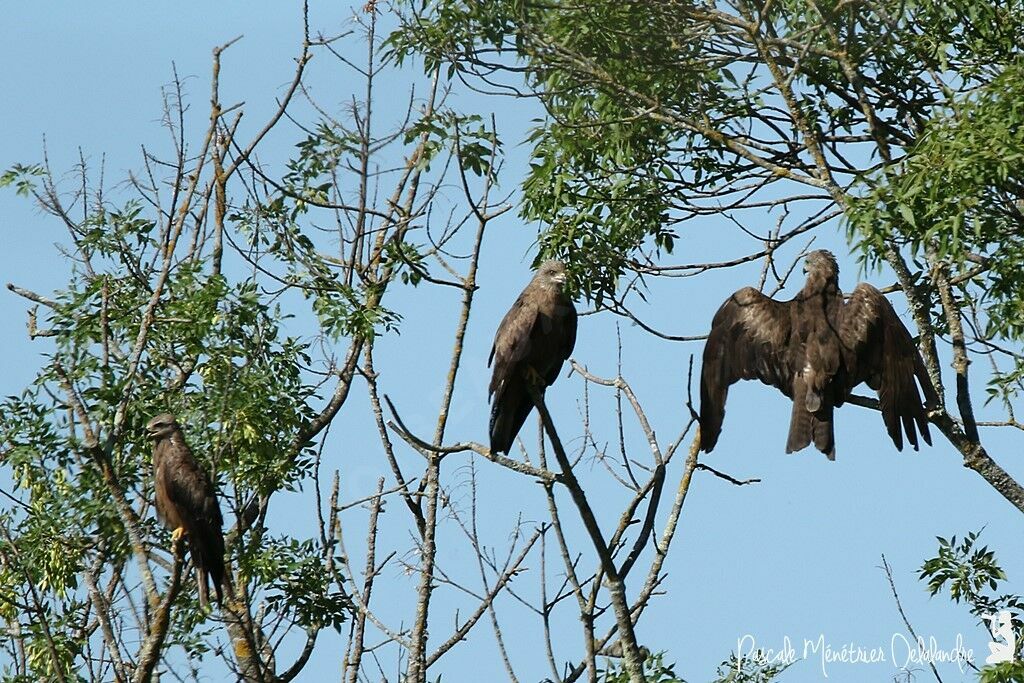 Black Kite