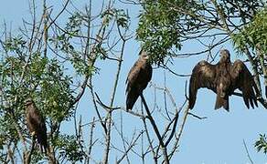 Black Kite