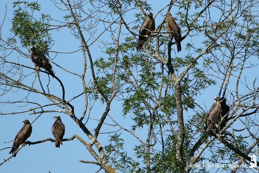 Black Kite