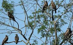 Black Kite