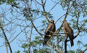 Black Kite