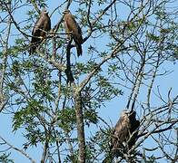 Black Kite