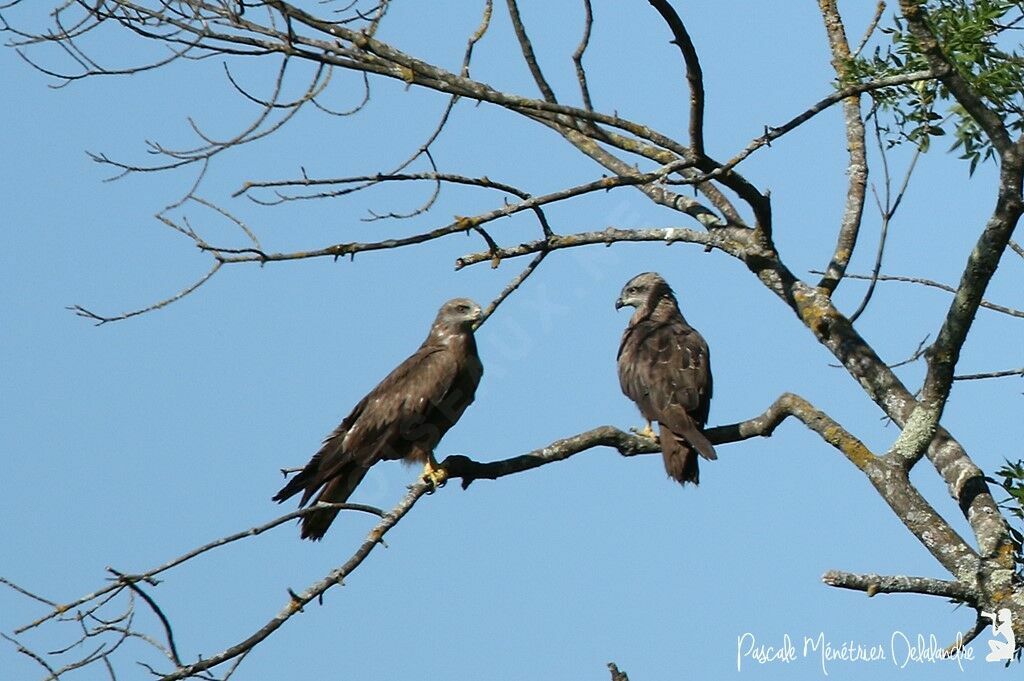 Black Kite