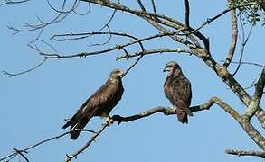 Black Kite